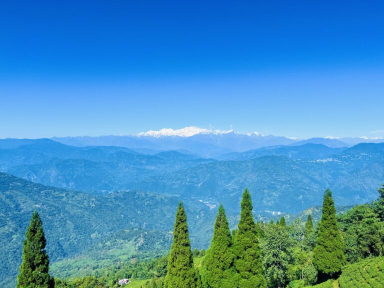 Kanchenjunga above a tea garden in Darjeeling