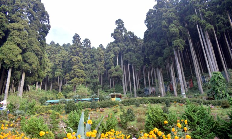Lamahatta Eco Park, Darjeeling
