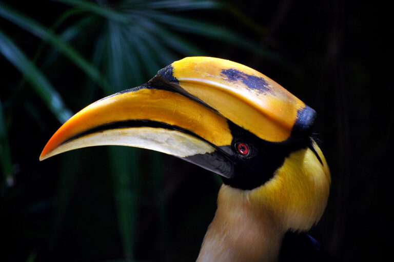 Hornbill, the bird Latpanchar is famous for