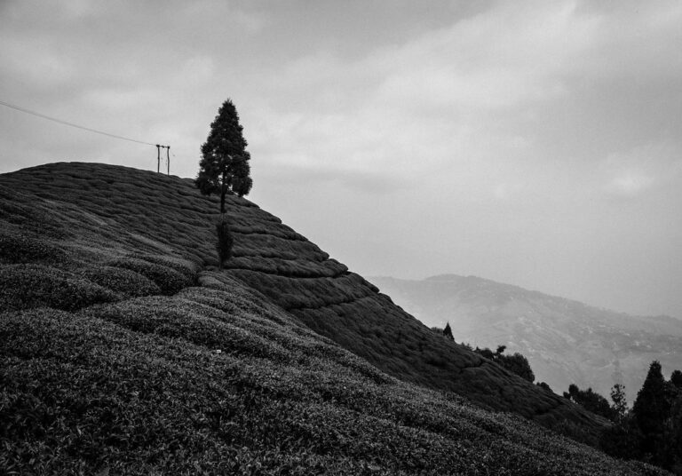 Tea estate in the Darjeeling hills