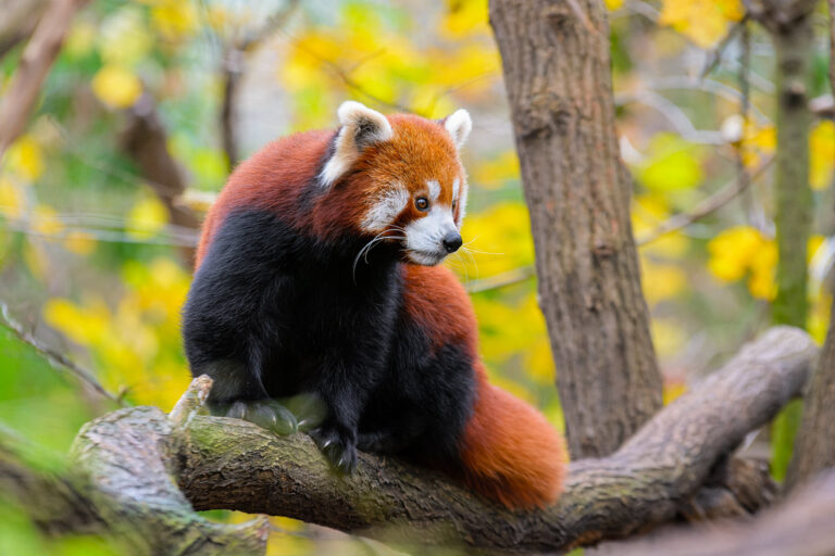 Red panda, the signature animal of Neora Valley