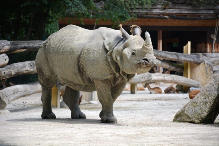 Indian one-horned rhinoceros, Dooars wildlife