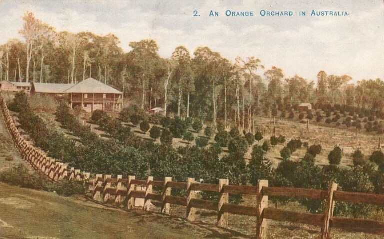 Orange orchard