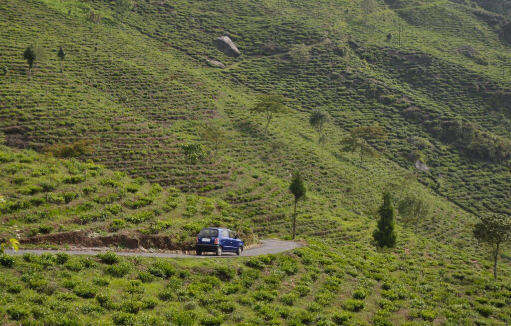 Tea garden at Tinchuley, Darjeeling