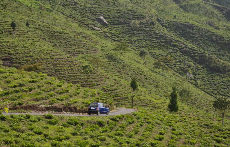 Tea garden at Tinchuley, Darjeeling